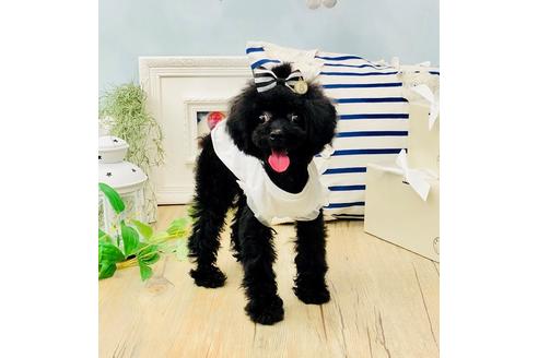 販売中のトイプードルの親犬